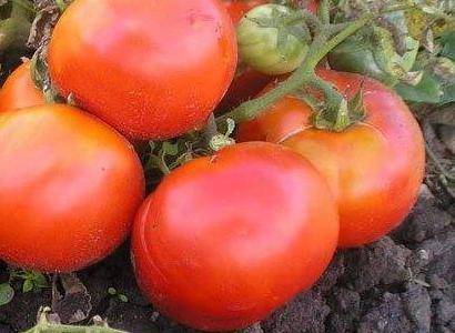 Сорт томата семейный: описание сорта и выращивание