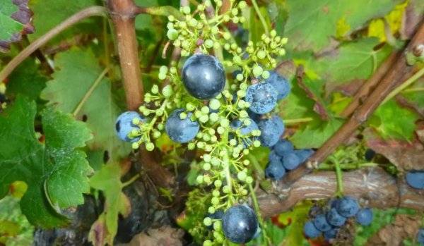 Обработка винограда в июне после цветения: лучшие средства и препараты