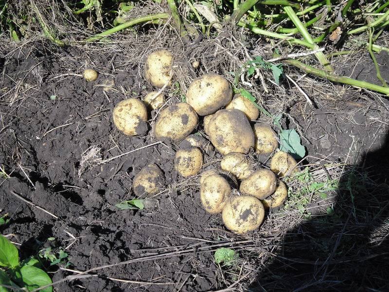 Урожайность с 1 га картофеля: как собрать максимум урожая