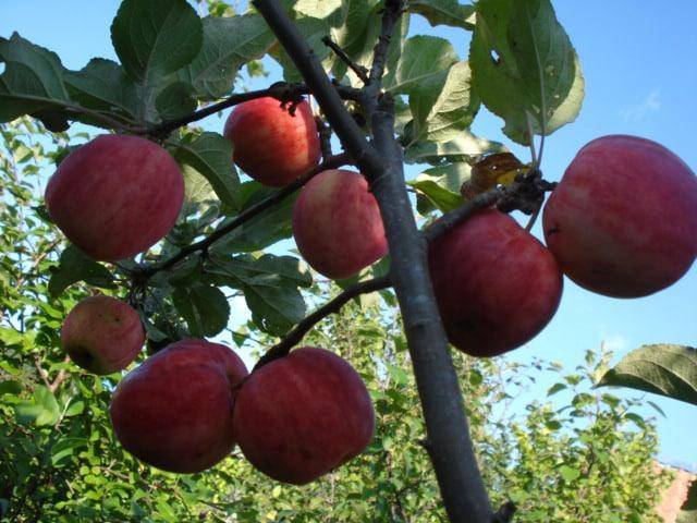 Особенности культивирование яблони горнист