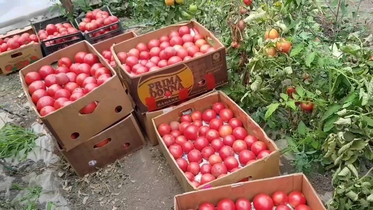 Характеристика и описание сорта томата Пинк буш f1, его урожайность