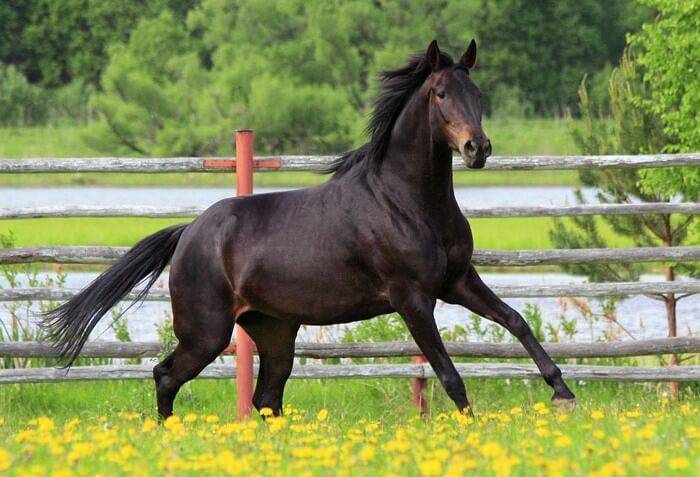 Каурая лошадь: особенности редкой масти и её разновидности
