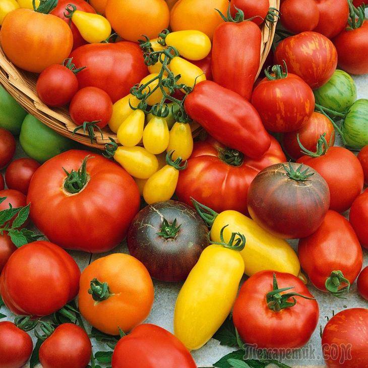 Семена томатов от коллекционеров на 2016 год: хороший урожай с наших грядок