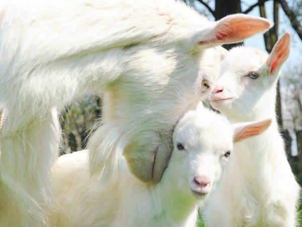 Питание домашних коз: что едят, виды корма и правила кормления