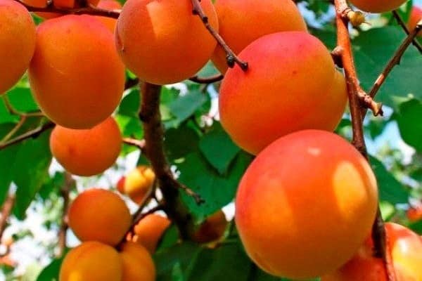 Описание сорта абрикоса лель и его характеристики, плюсы и особенности посадки