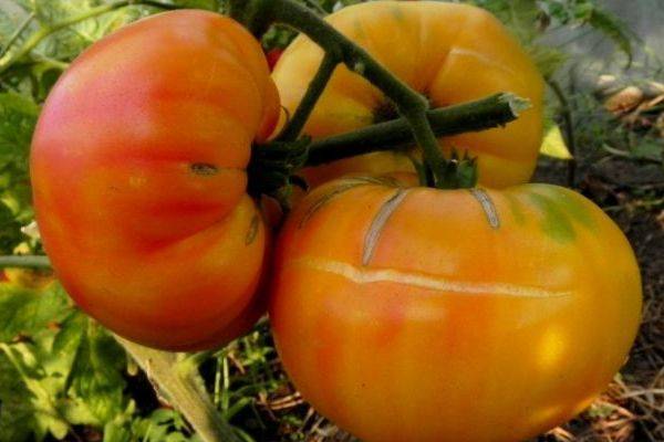 Томат ананасный: описание и характеристика сорта, отзывы садоводов с фото