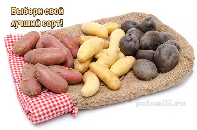 Сорт картофеля «импала»: характеристика, описание, урожайность, отзывы и фото