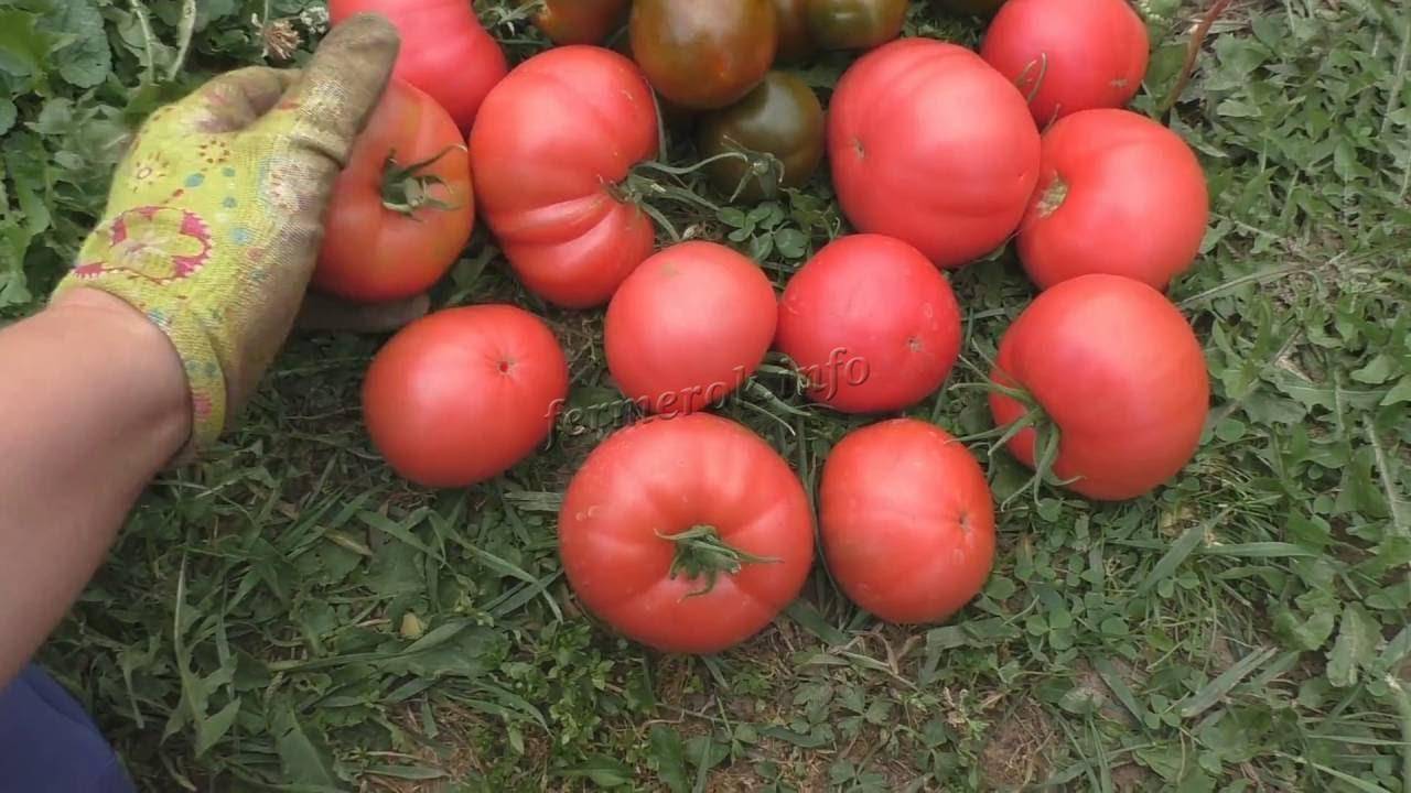 Высокоурожайный и полезный: сорт помидоров «розовый спам»