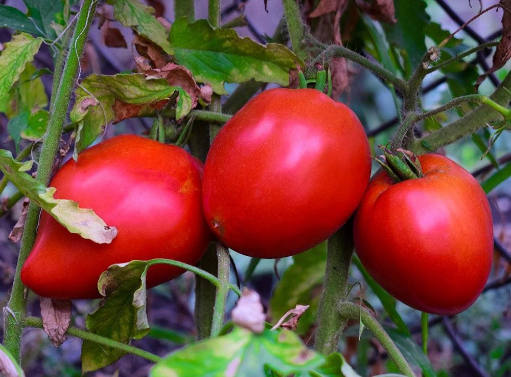Томат любящее сердце красное — описание сорта, урожайность, фото и отзывы садоводов