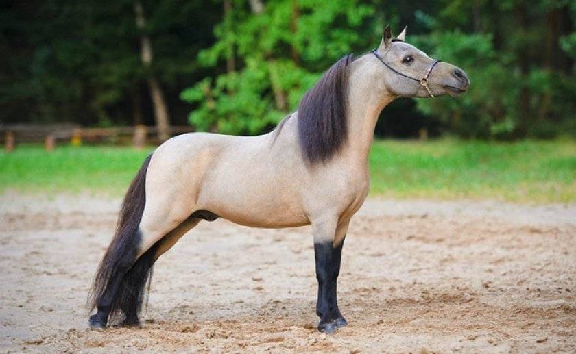 Фалабелла — самая маленькая порода мини-лошадей
