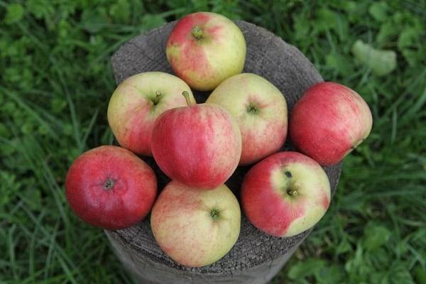 Описание, характеристики и регионы распространения яблони сорта Афродита