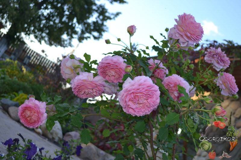 Описание и правила выращивания роз сорта рапсодия ин блю