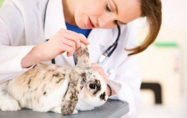 Прививки кроликам: график вакцинации, дозировки, схема по возрасту