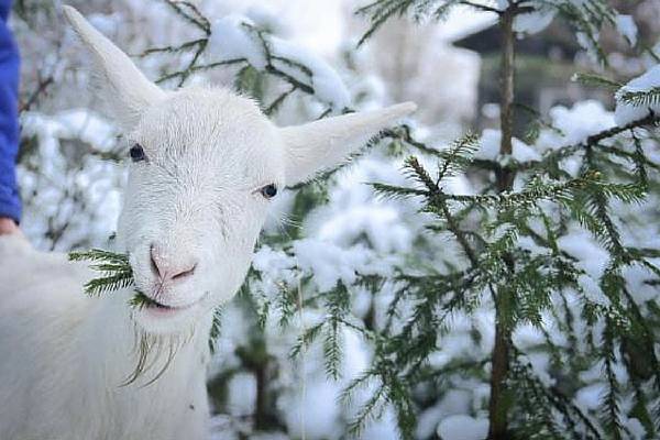 Сколько сена нужно козе на зиму: где взять