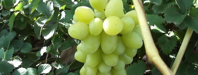 «ландыш» — столовый сорт винограда с прекрасными вкусовыми качествами