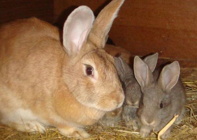 Сколько длится беременность у кроликов