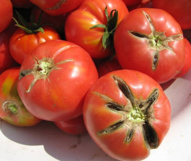 Почему могут трескаться помидоры в теплице при созревании