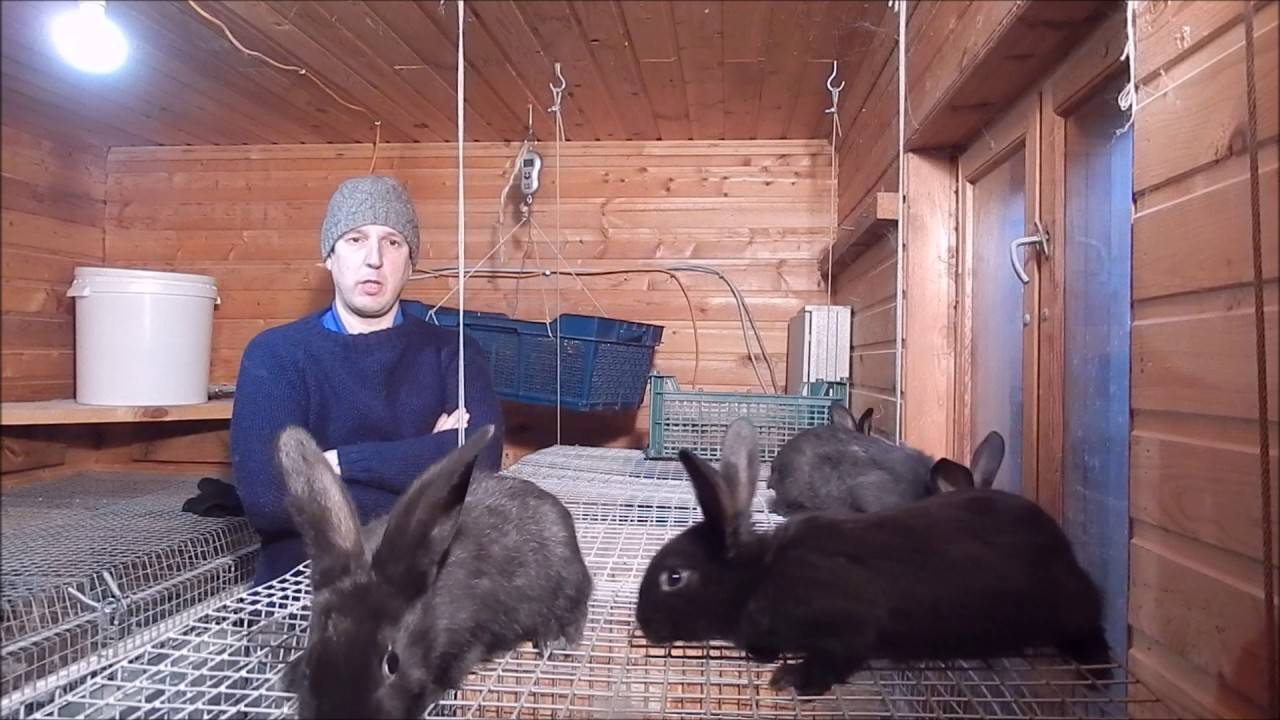 Перхоть у кролика