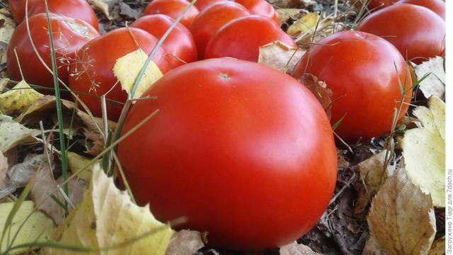 Азиатский сорт с божественным вкусом — томат пабло f1: подробное описание помидоров