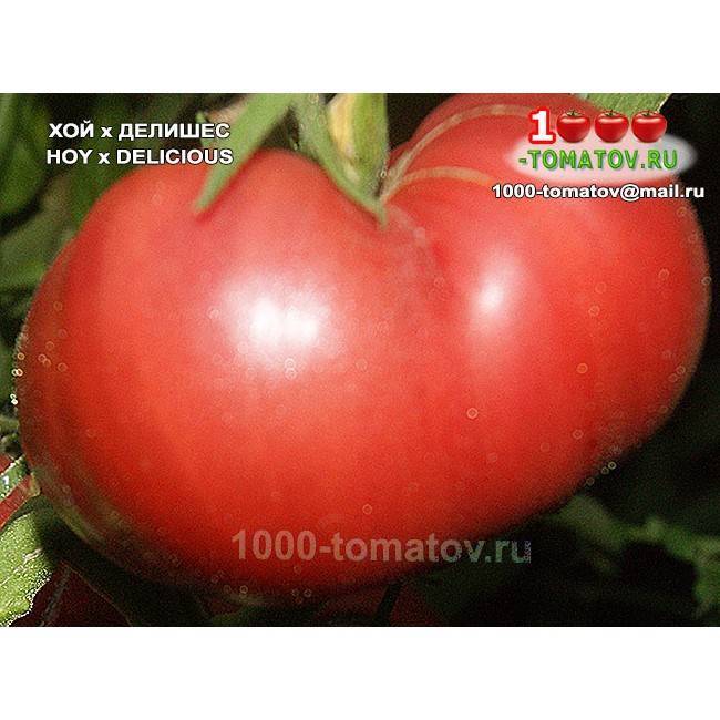 Описание сорта томата делициозус, особенности выращивания и урожайность