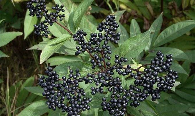 Бузина черная – ягода для джемов и ликеров