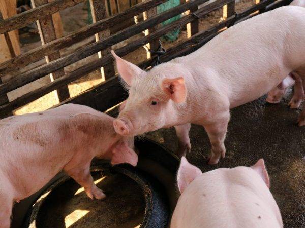Домашняя свинья: нюансы выбора и разведения самых продуктивных пород свиней. 115 фото и советы опытных фермеров