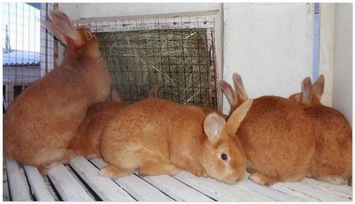 Причини развития пододерматита у кроликов и способы лечения натоптишей