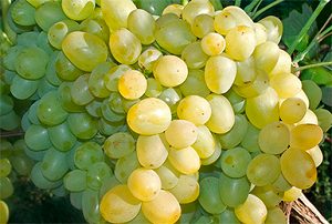 Любите виноград? не откажите себе в этом удовольствии – виноград супер экстра превзойдет ожидания