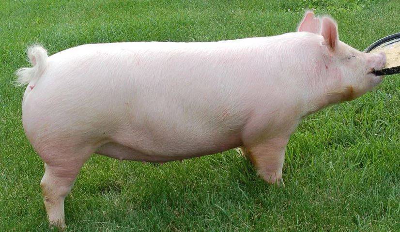 Описание и характеристика породы свиней Йоркшир, правила разведения и ухода