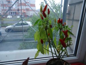 Выращивание перца Чили в домашних условиях на подоконнике или балконе