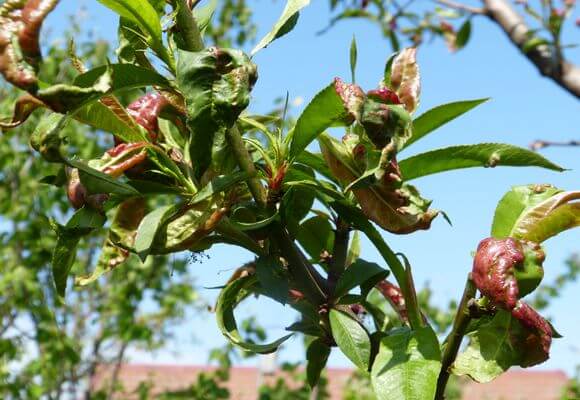 Лечение болезней и борьба с вредителями персика