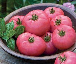 Описание сорта томата малиновое чудо, его характеристика и выращивание