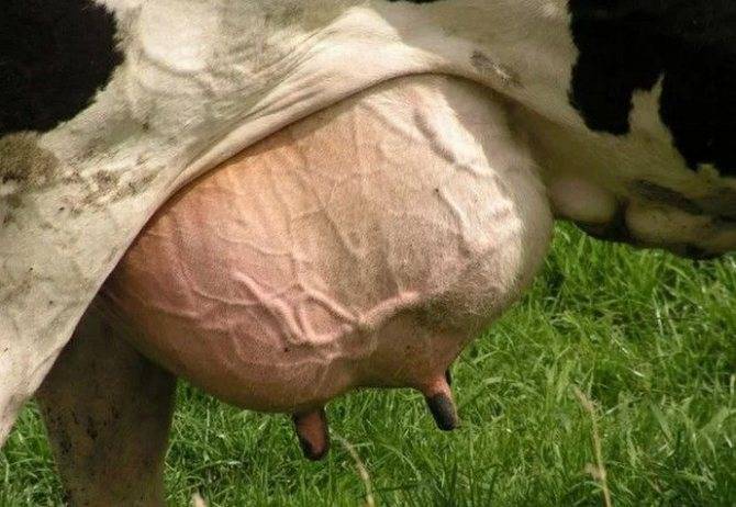 Мастит у коровы — чем лечить этот недуг?