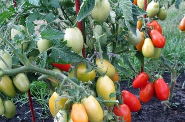 Какие жароустойчивые сорта томатов стоит посадить на юге россии в 2020 году