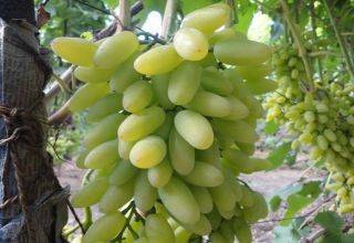 Как бороться с белой тлей на винограде?