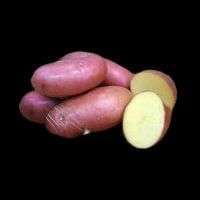 Описание сорта картофеля Рябинушка, особенности выращивания и урожайность