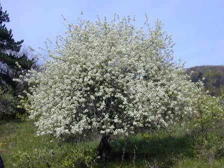 Магалебская вишня (антипка): выращивание и уход