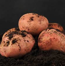 Описание сорта картофеля Журавинка, выращивание и урожайность