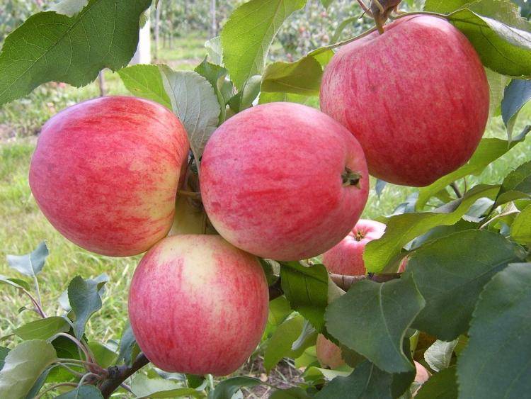 Описание и характеристики яблони сорта антей, правила посадки и ухода