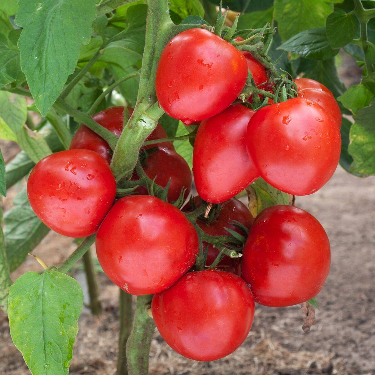 45 секретов небывалого урожая томатов