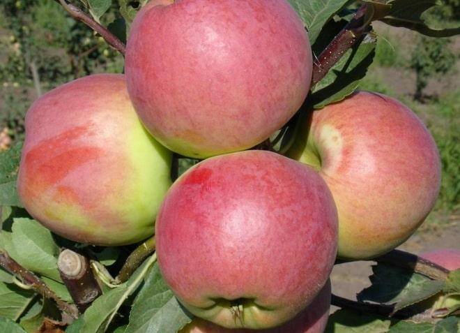 Описание сорта яблонь Родниковая, урожайность и выращивание