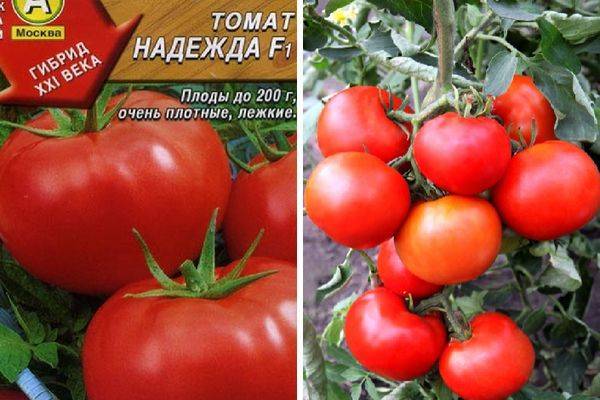 Теплолюбивый гибрид и его фото — томат «розовый король» f1: характеристика и описание сорта