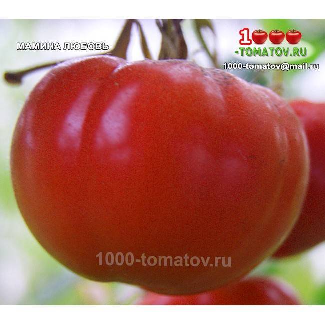 Описание сорта томата Мамина любовь, его характеристика и урожайность