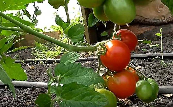Урожайный, раннеспелый, нетребовательный к уходу и идеально подходящий для консервации томат «гулливер»