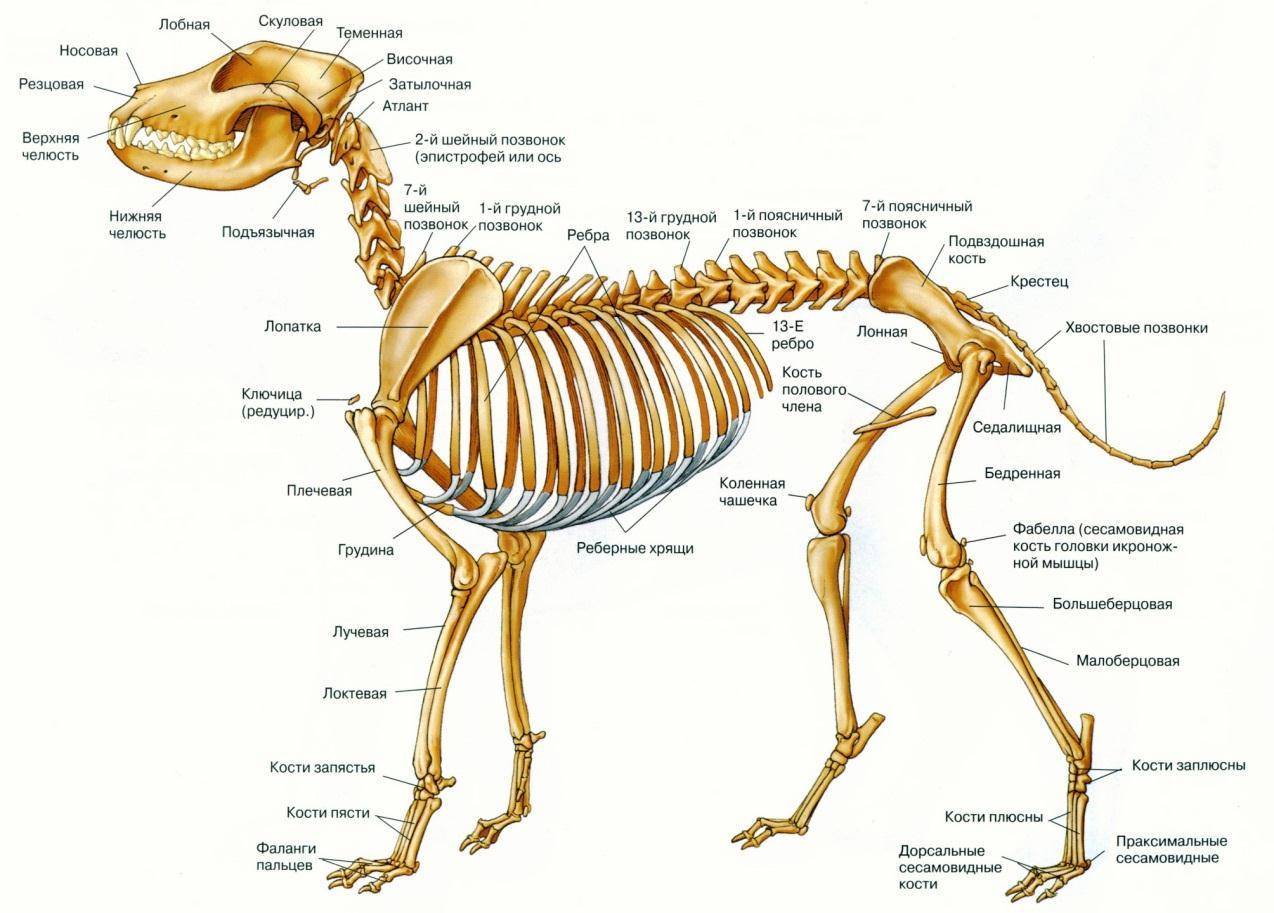 Верхние конечности человека. анатомия: кости, мышцы, суставы, скелет, строение, функции, отделы, заболевания