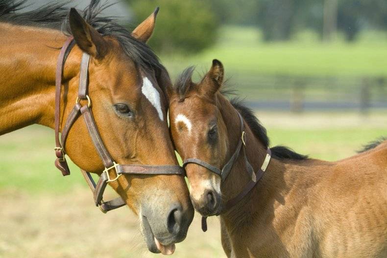 Беременность у лошади