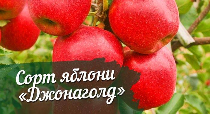 Яблоня баргузин: особенности сорта и ухода