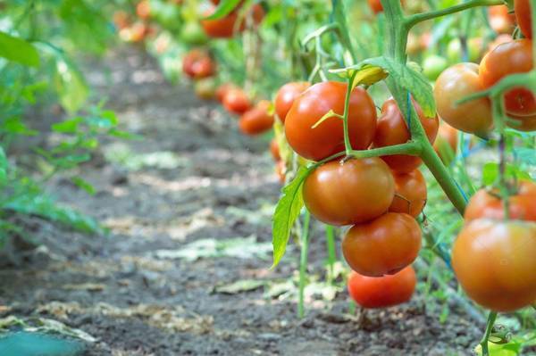 Самые урожайные томаты для подмосковья