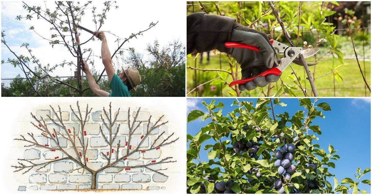 Обрезка плодовых деревьев весной – советы для начинающих и не только