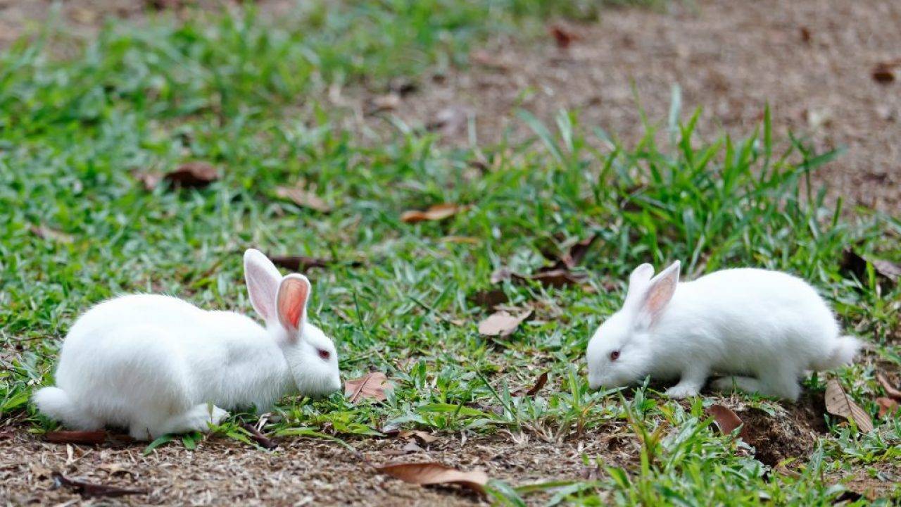 Как разводить кроликов?